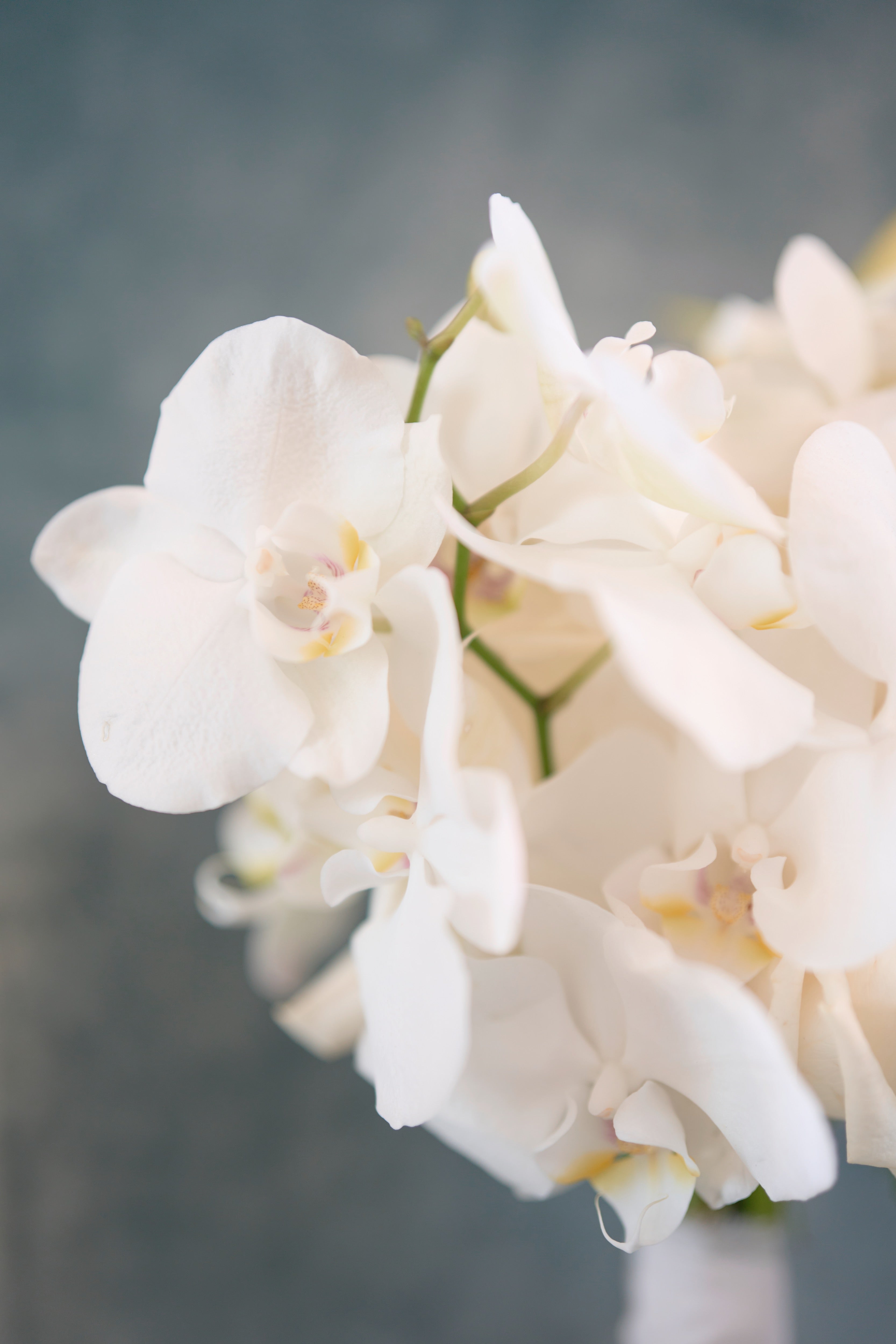 Pure Phalaenopsis