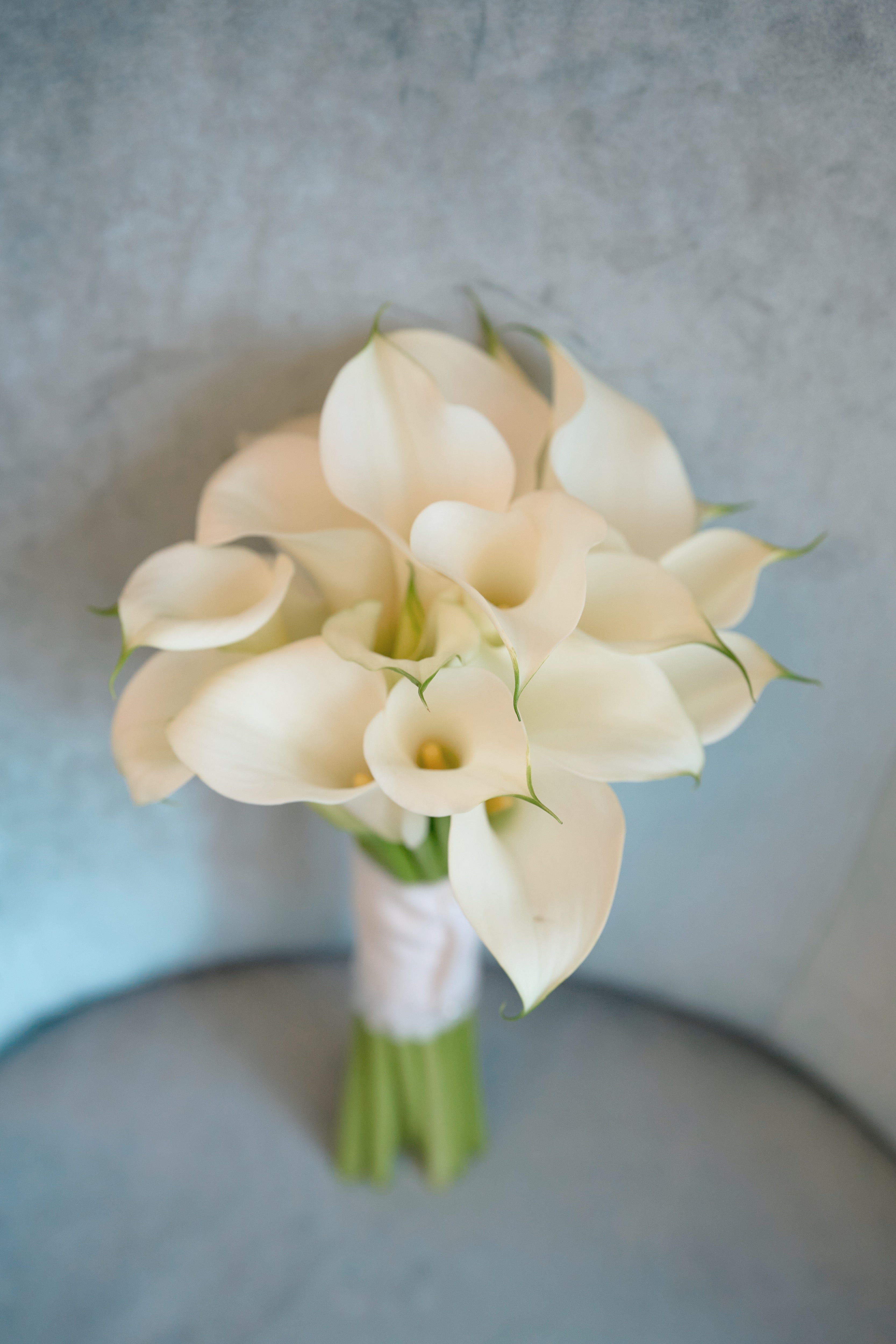 Ivory Calla