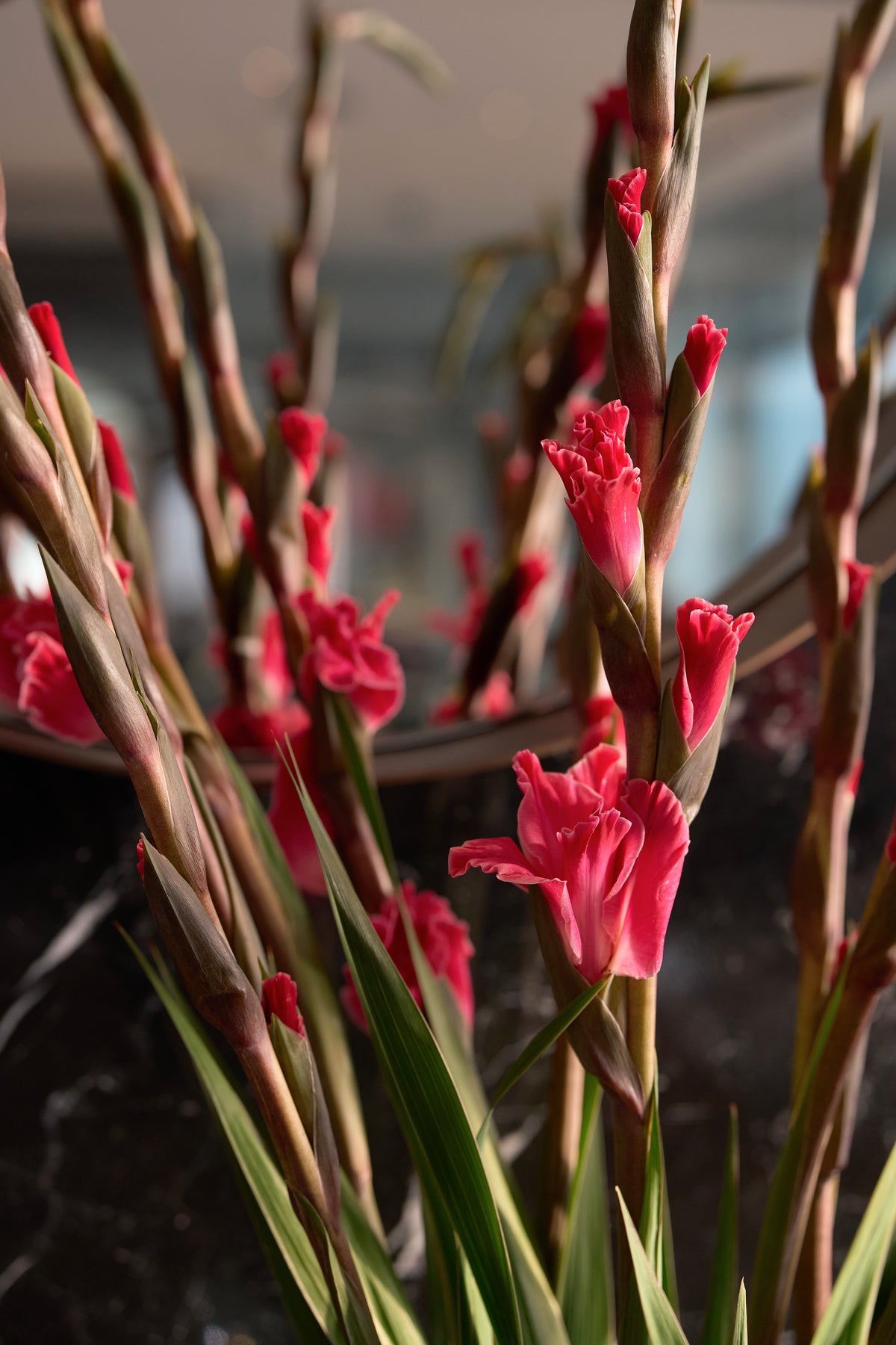 Crimson Gladiolus Vase