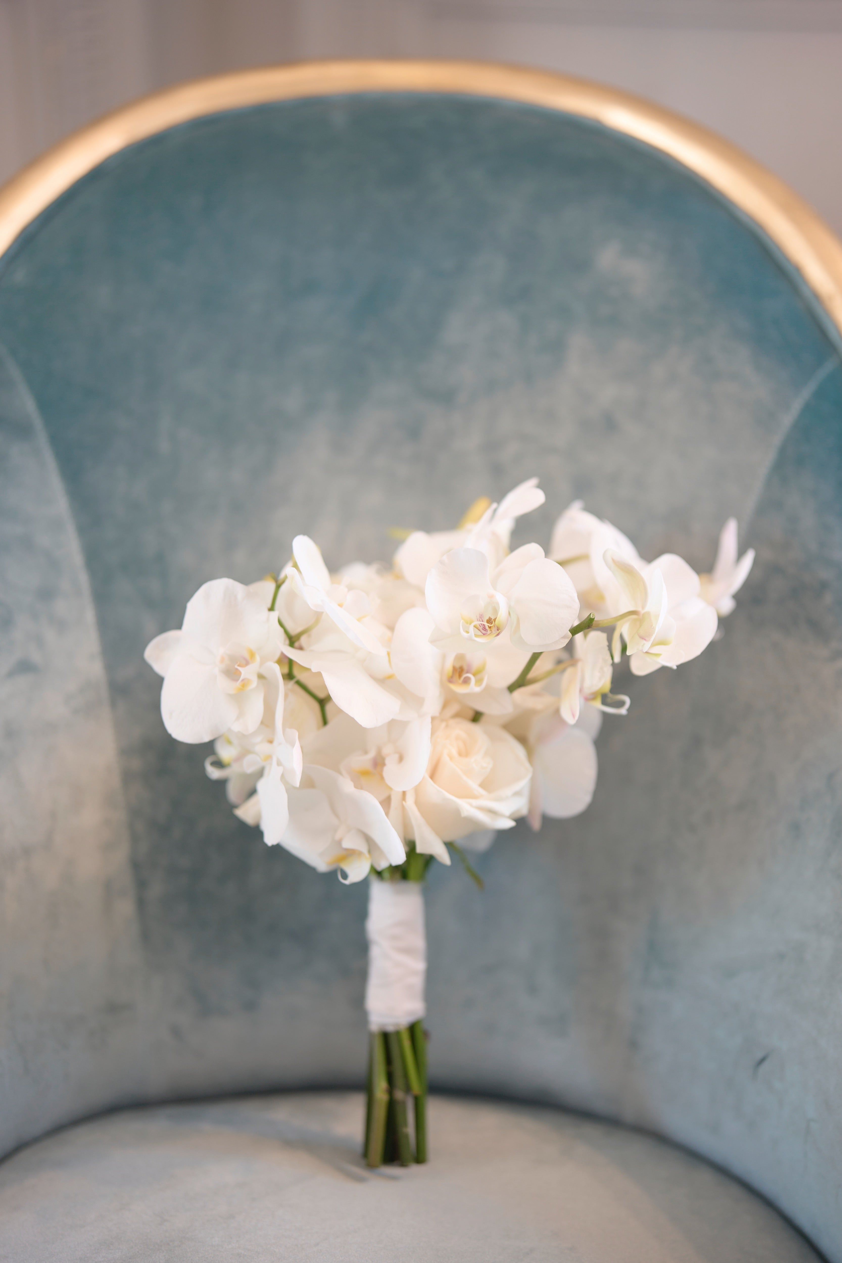 Pure Phalaenopsis