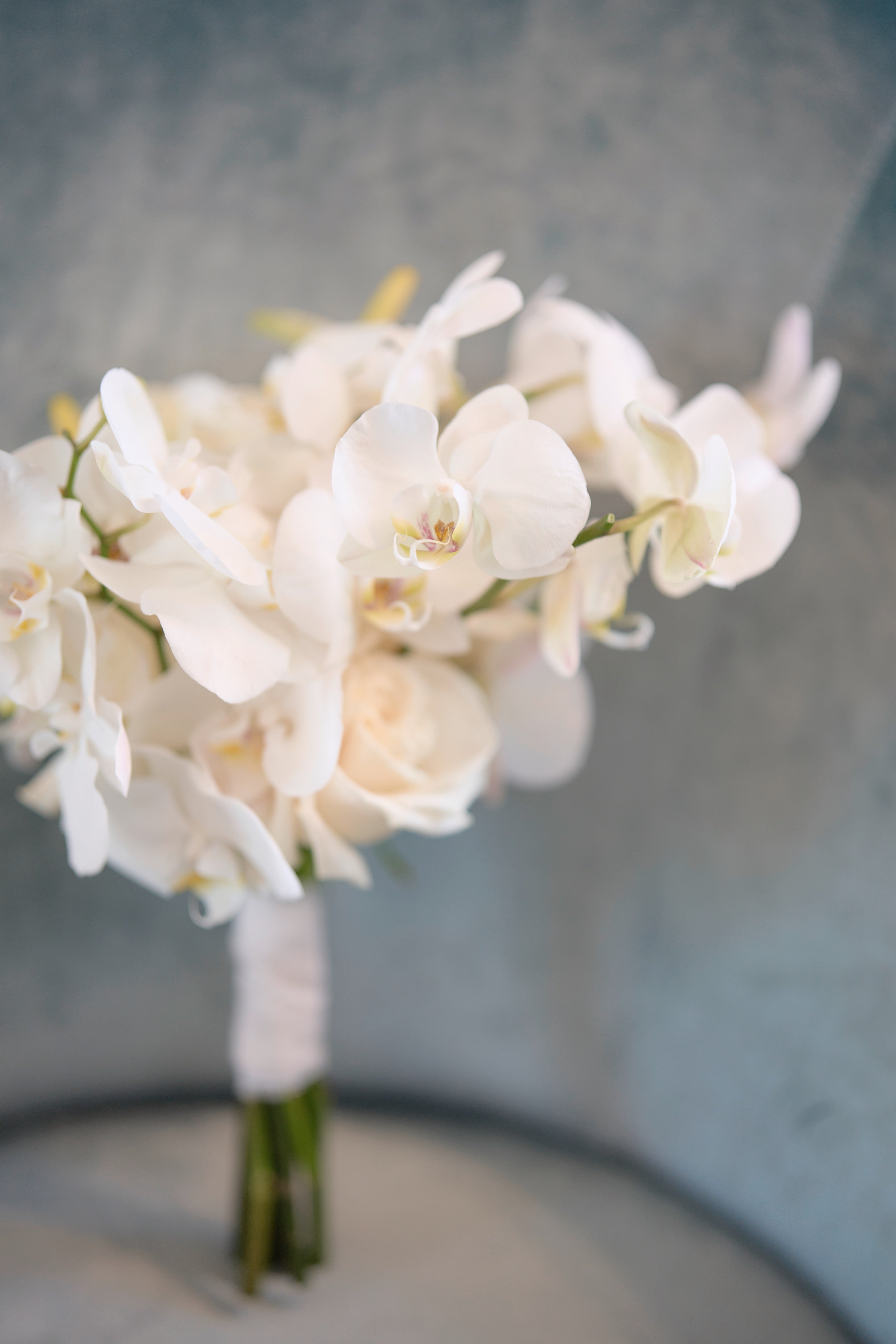 Pure Phalaenopsis