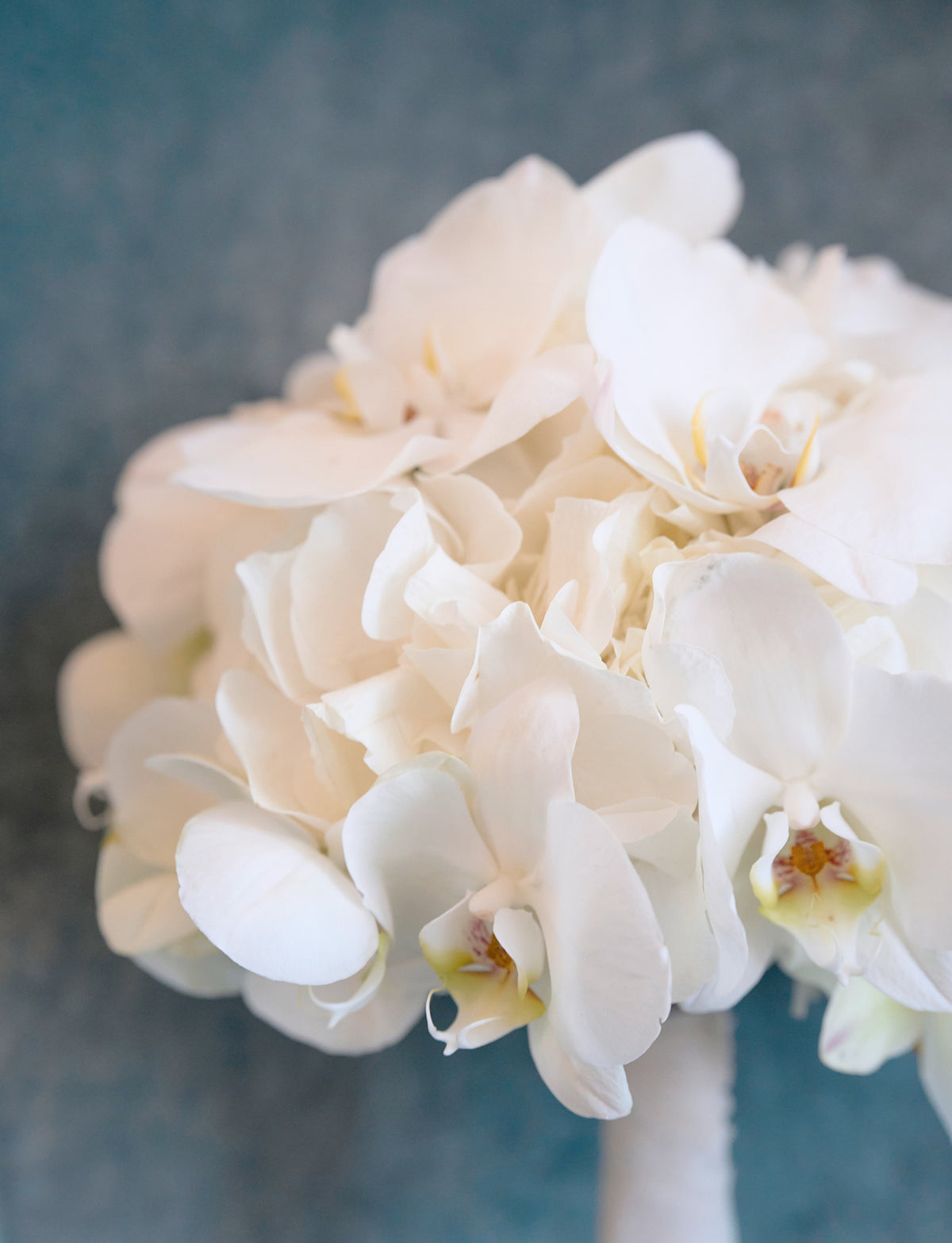 White Orchid Serenity