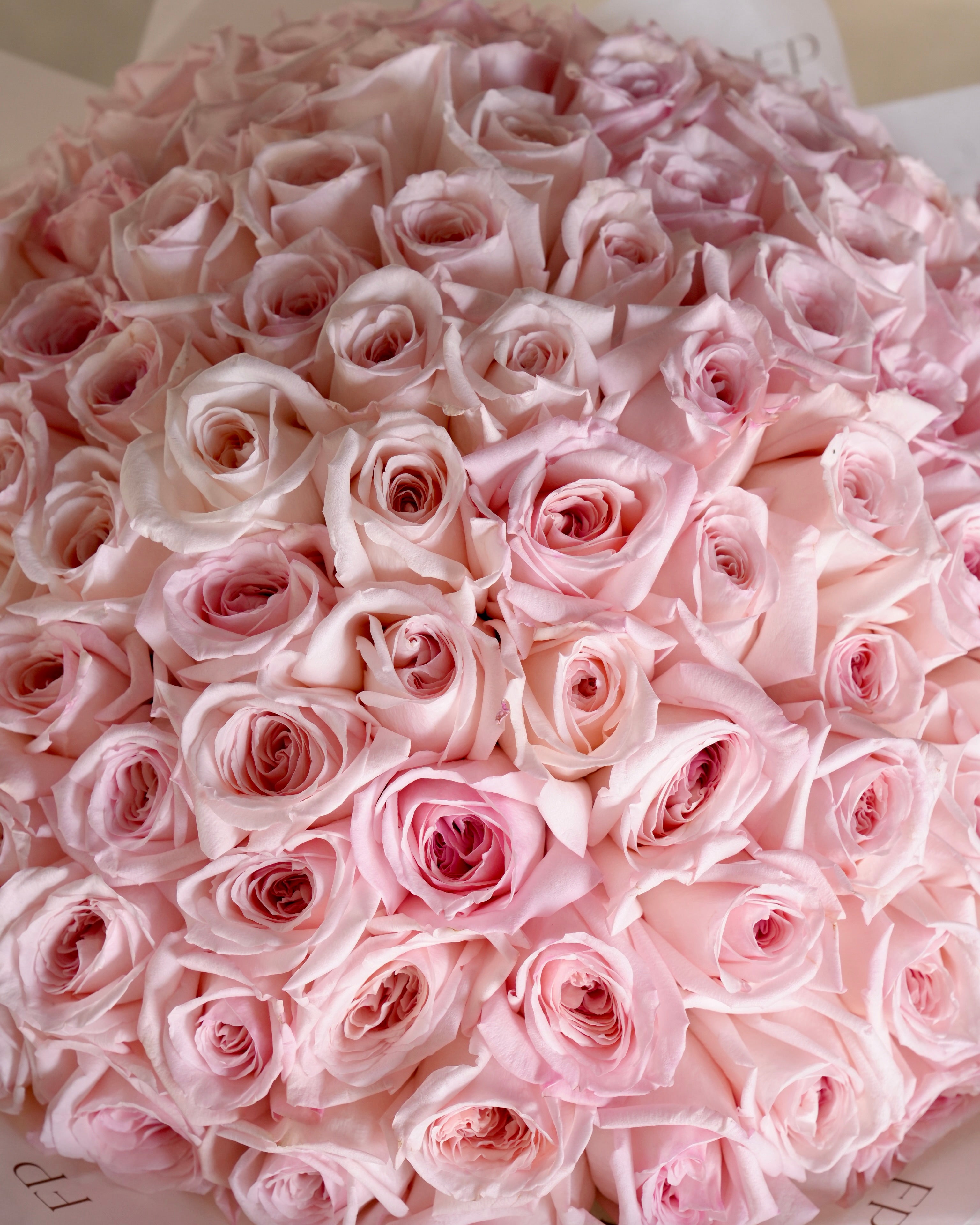Pink Ohara Rose