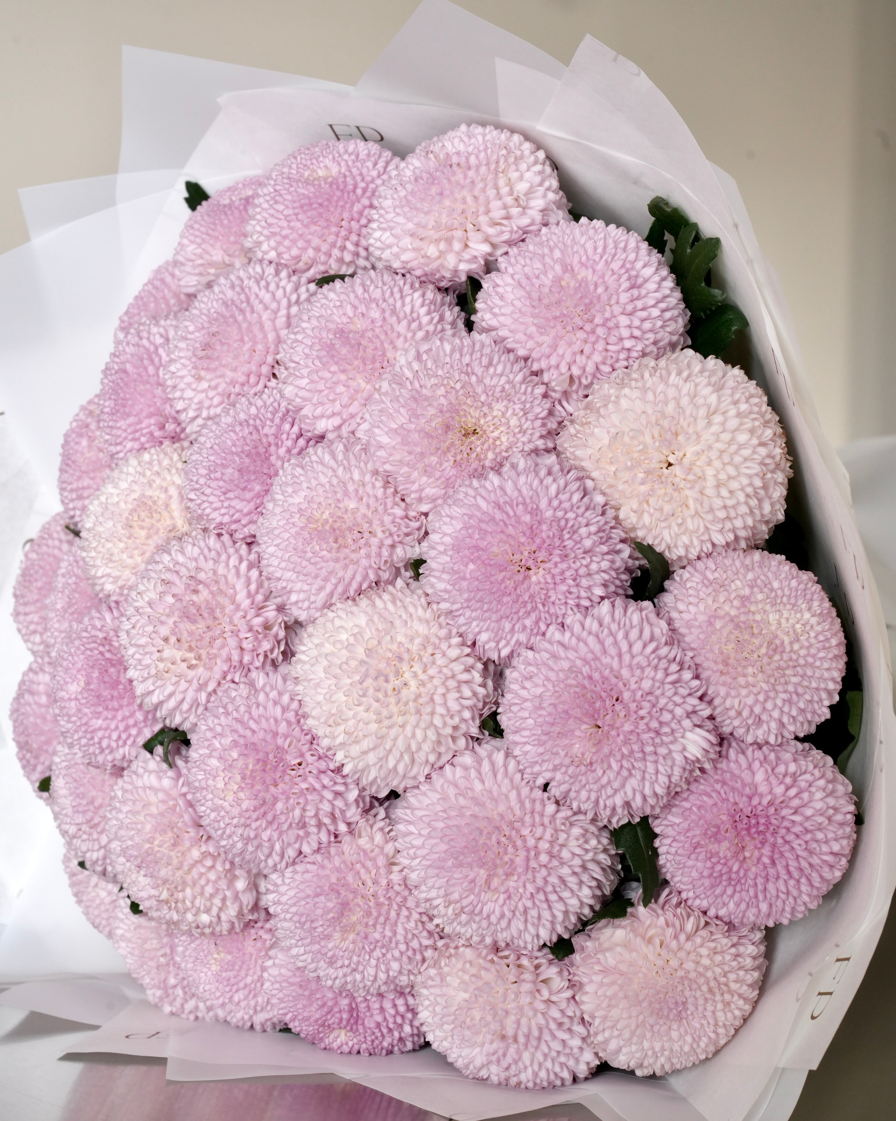 Pink Chrysanthemum