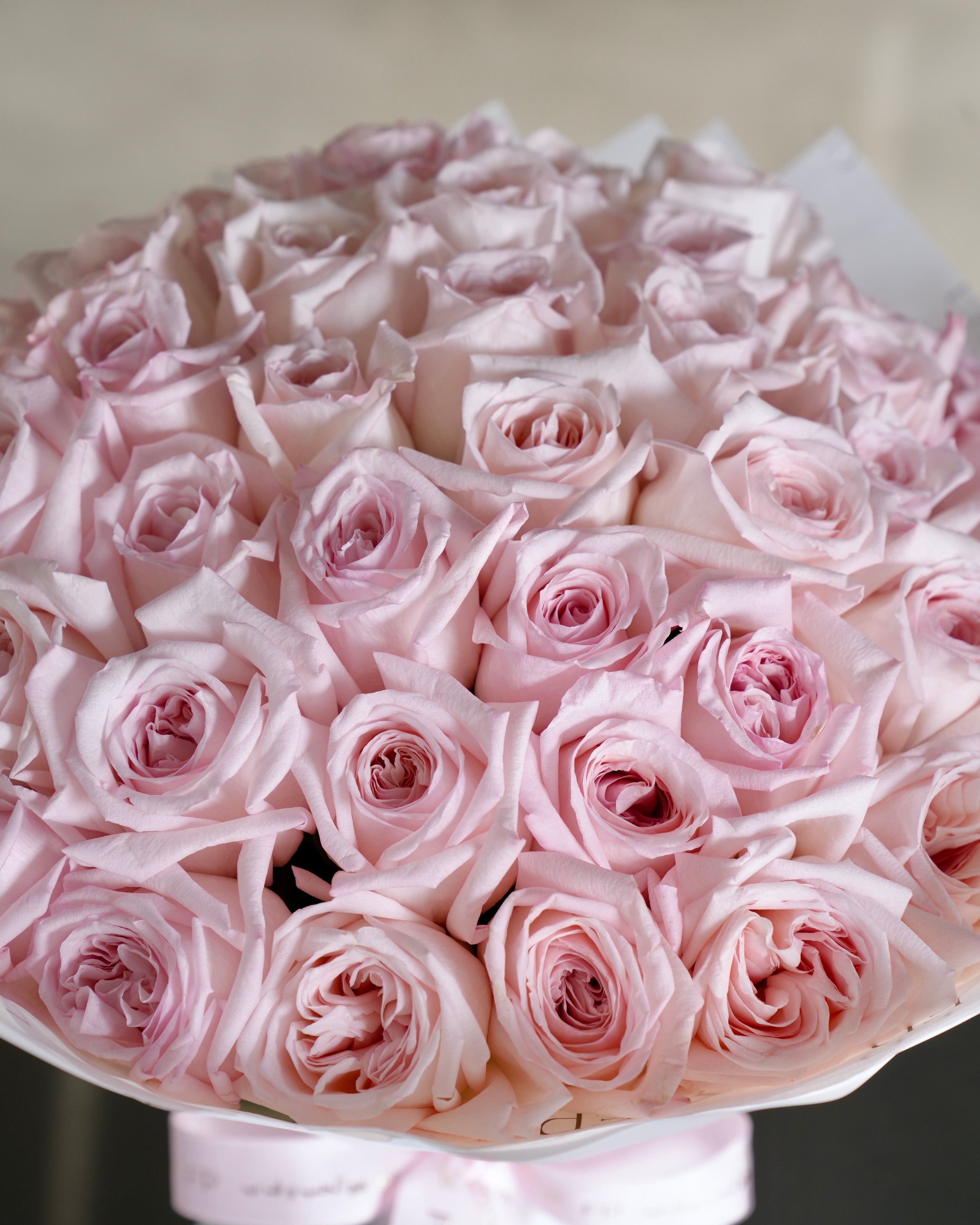 Pink Ohara Rose