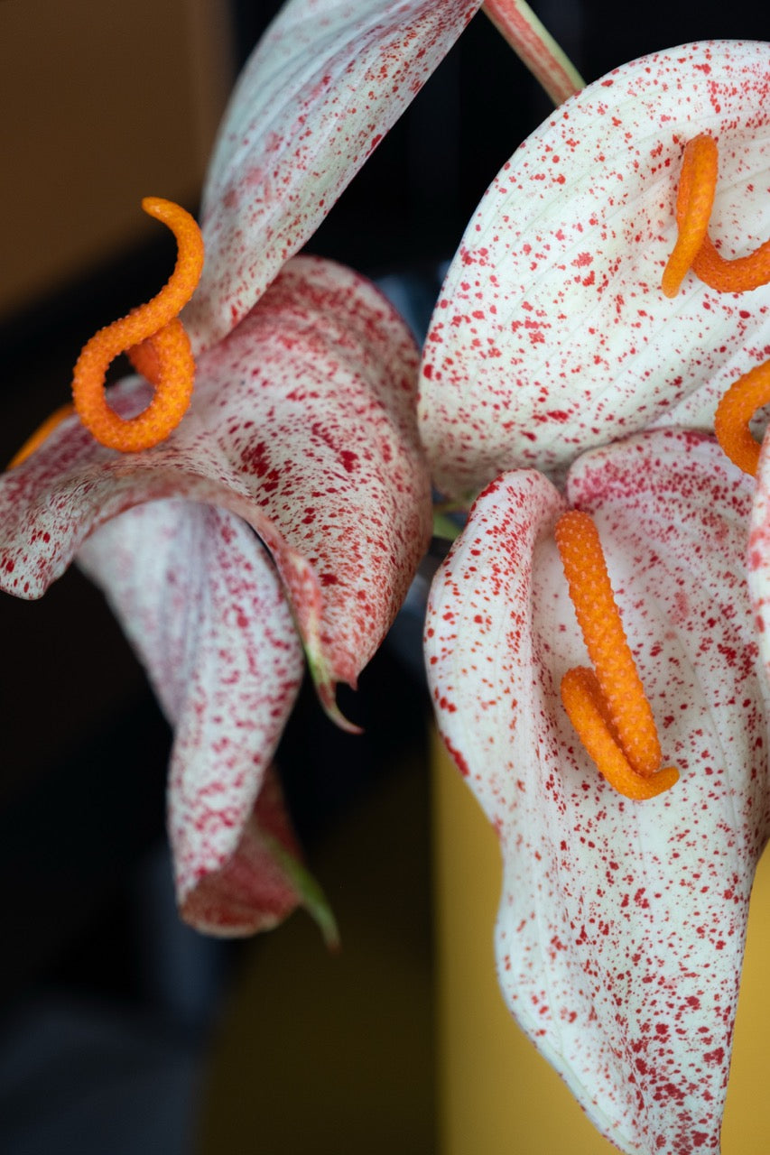 Amber Anthurium Vase
