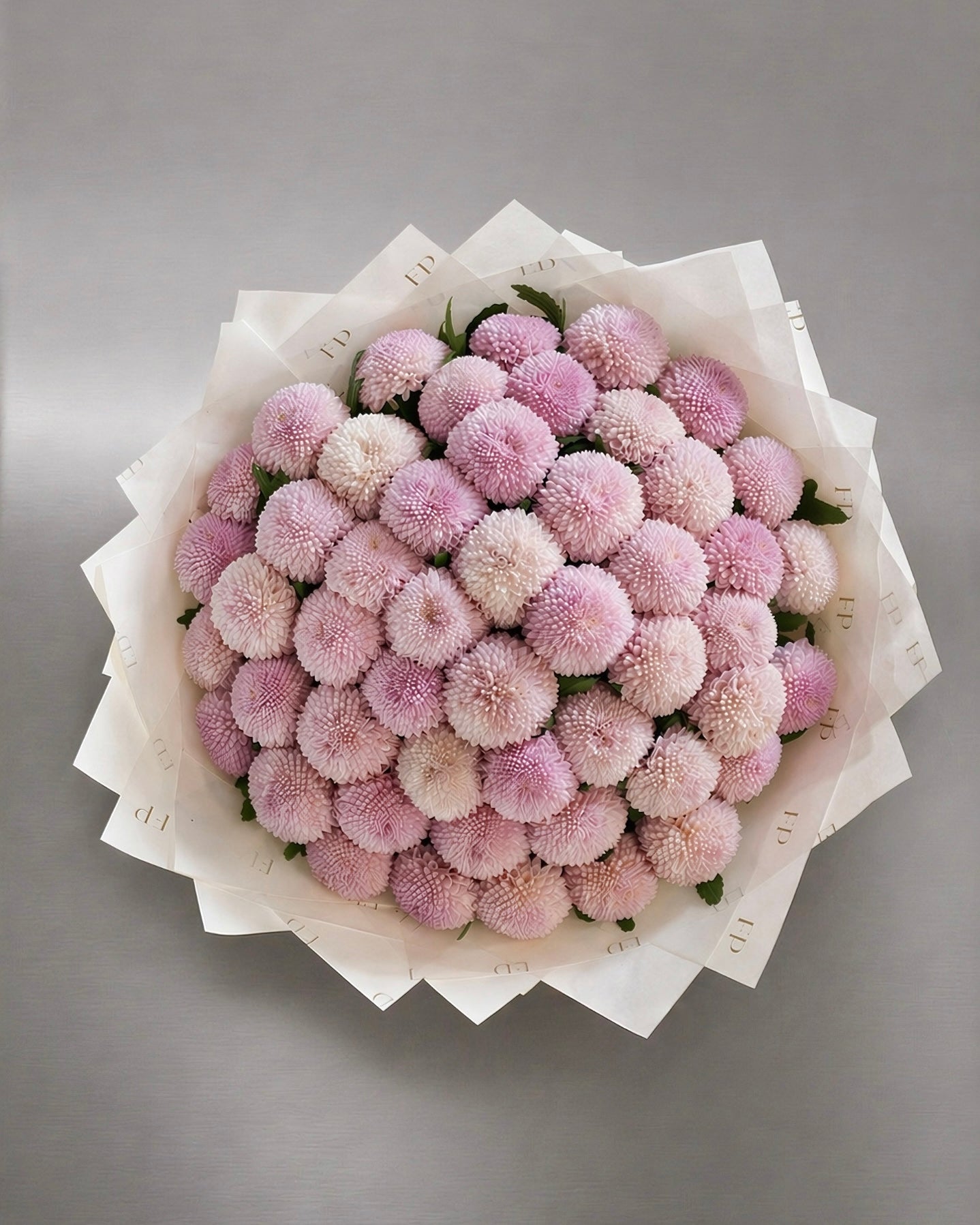 Pink Chrysanthemum