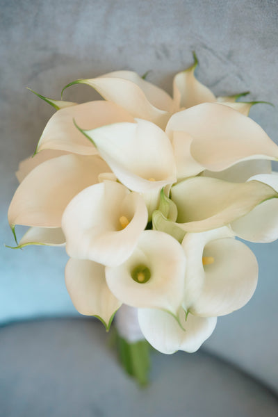 Ivory Calla