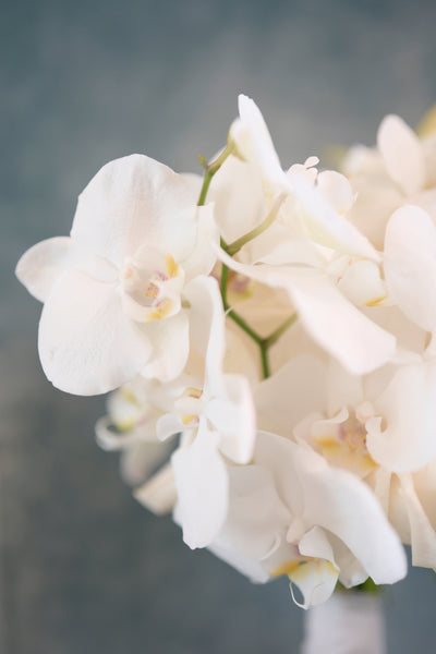Pure Phalaenopsis