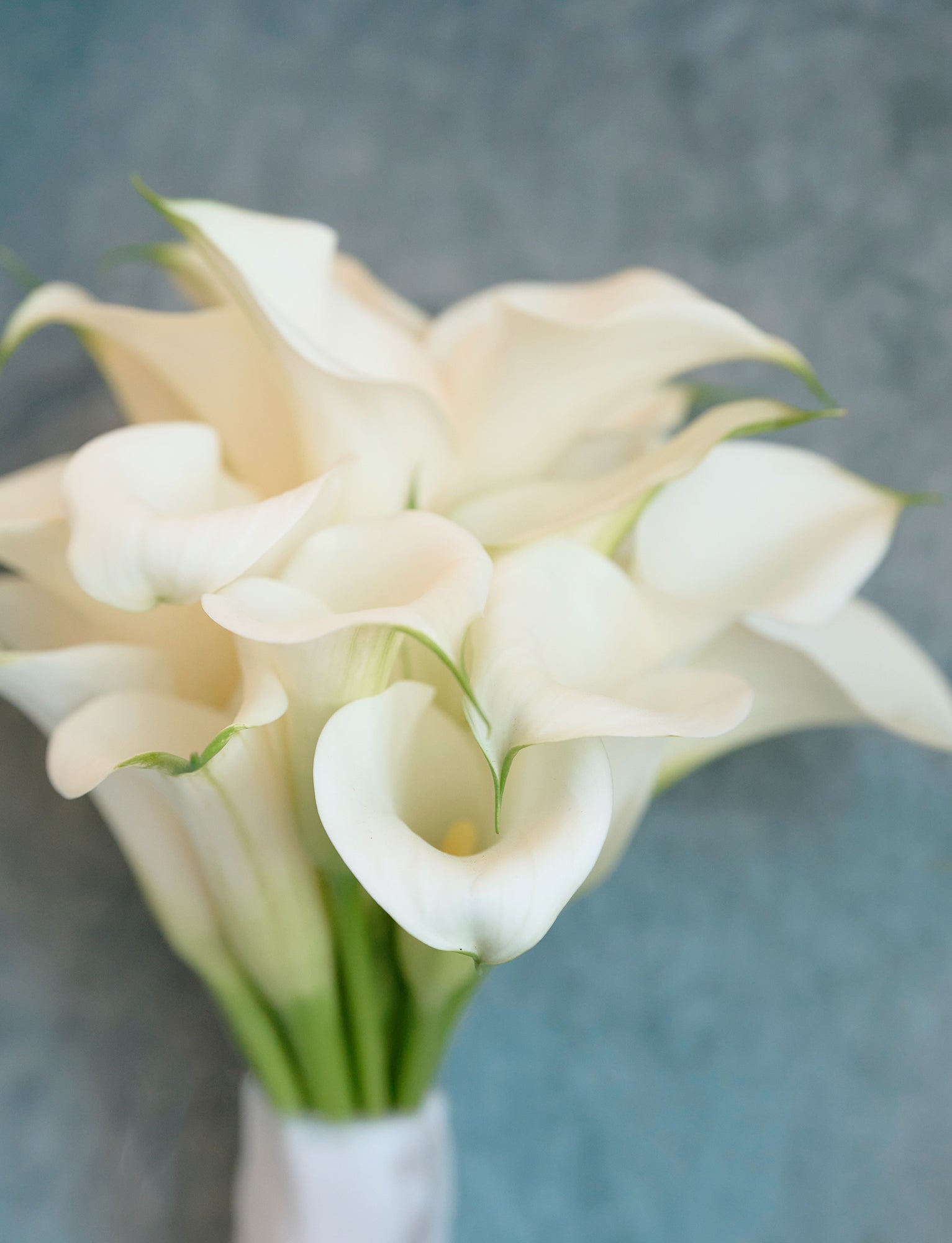 Ivory Calla