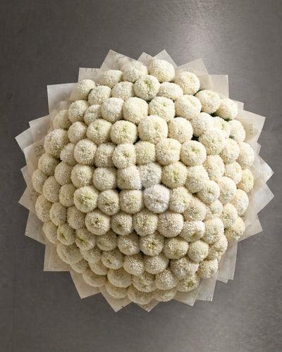 White Chrysanthemum