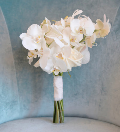 Pure Phalaenopsis
