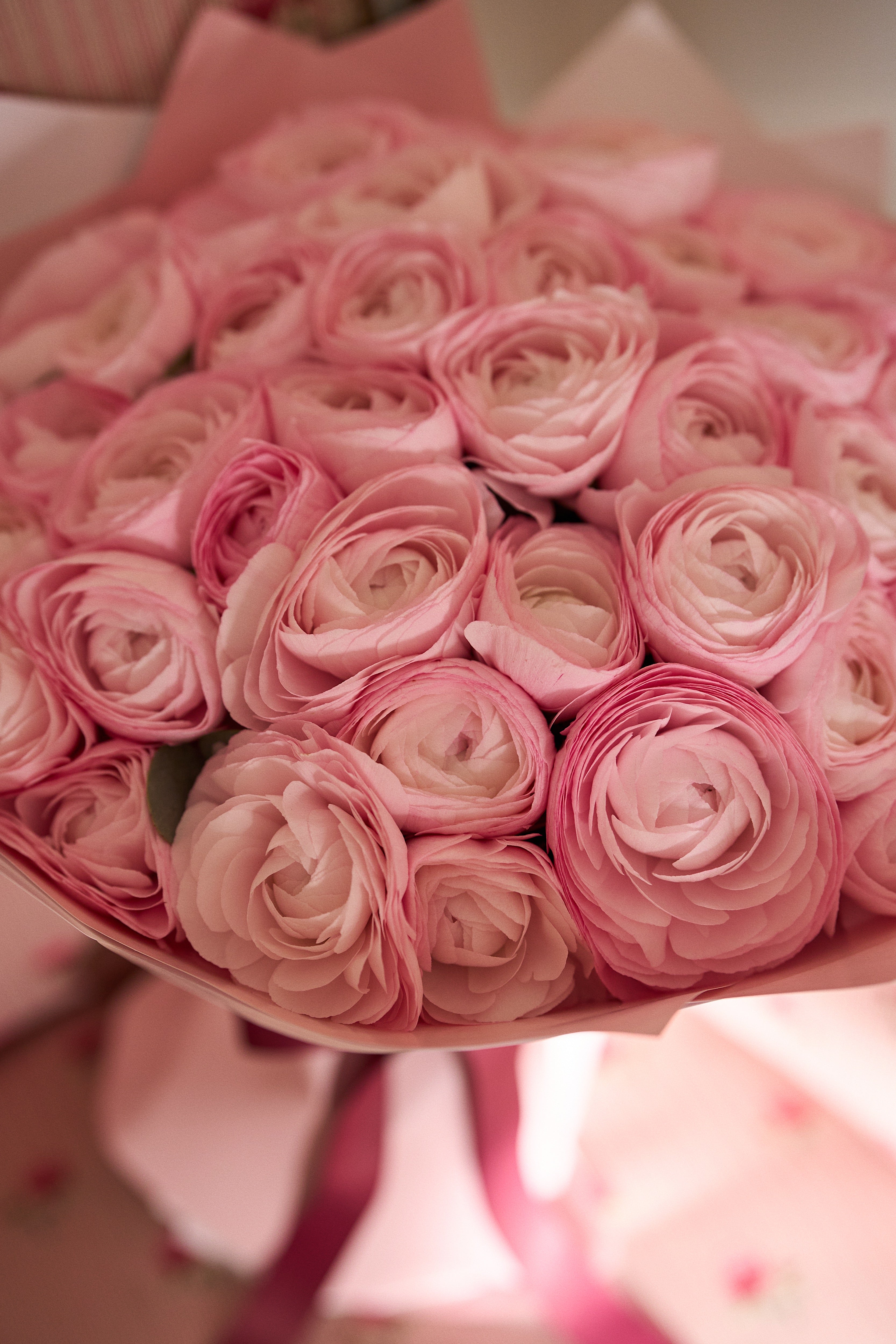 زهرة الرانونكولوس الوردية