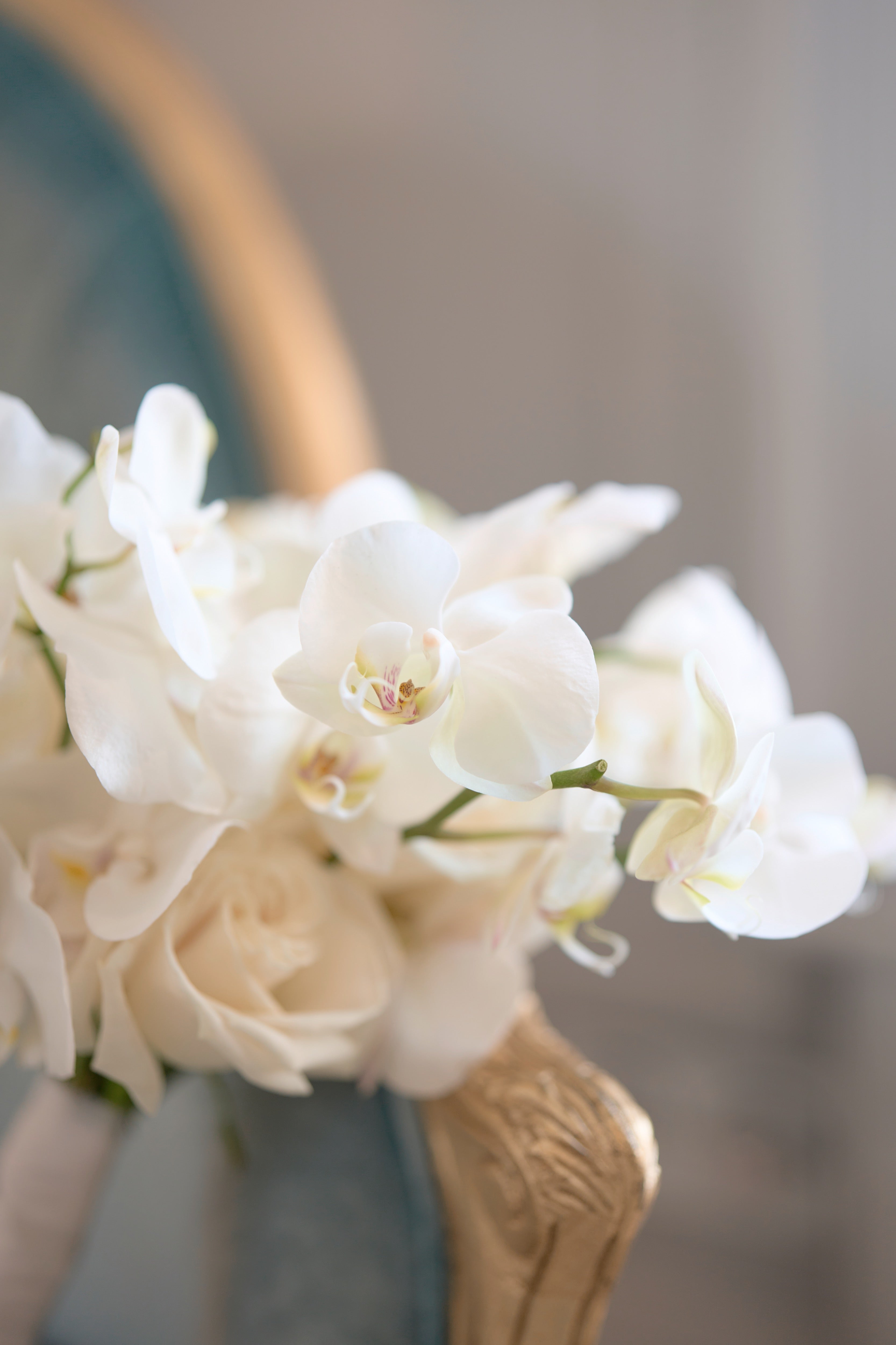 Pure Phalaenopsis