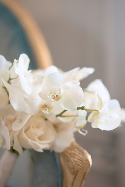 Pure Phalaenopsis