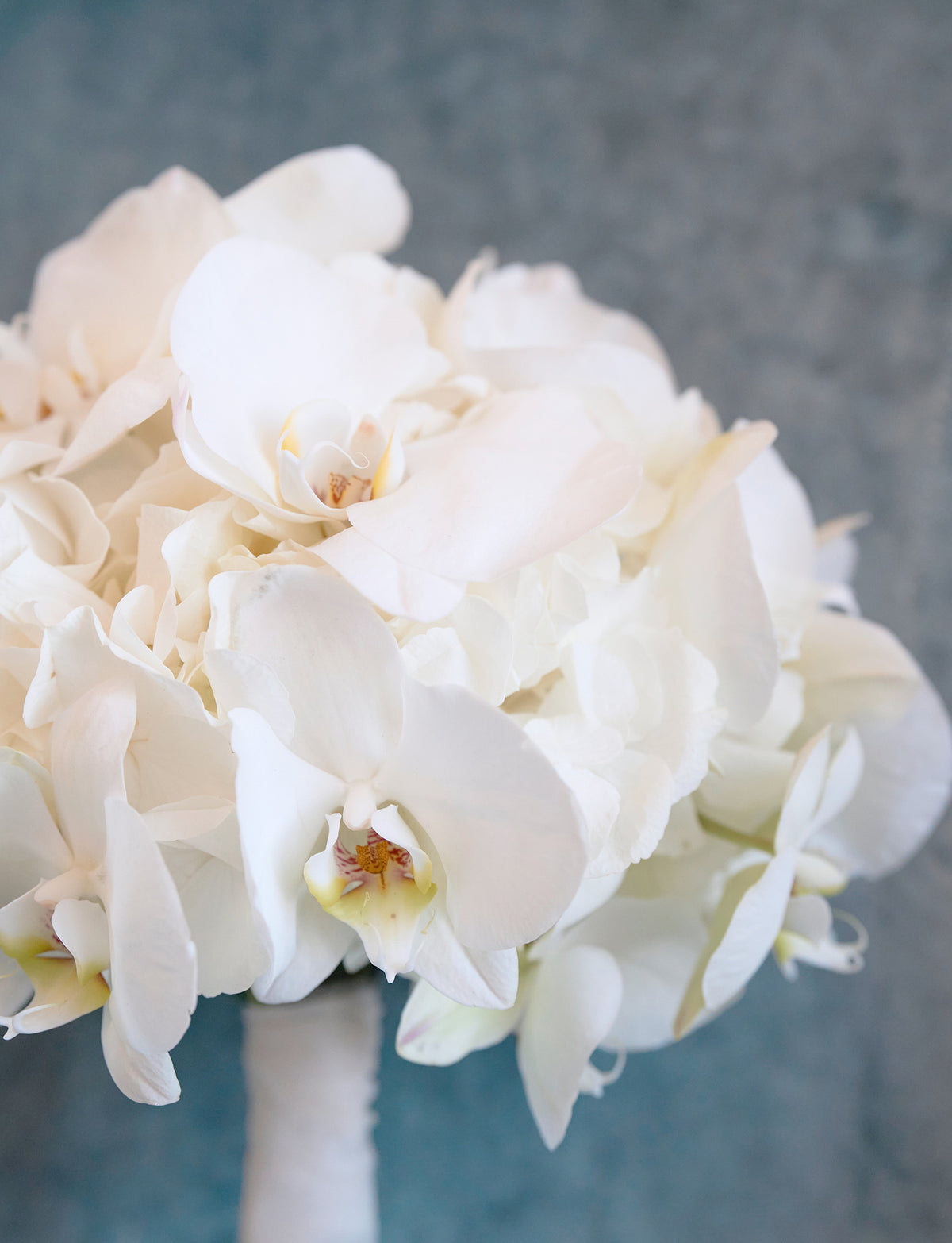 White Orchid Serenity