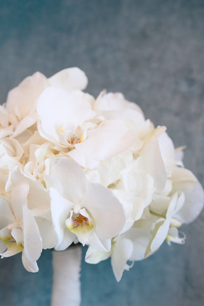 Pure Phalaenopsis