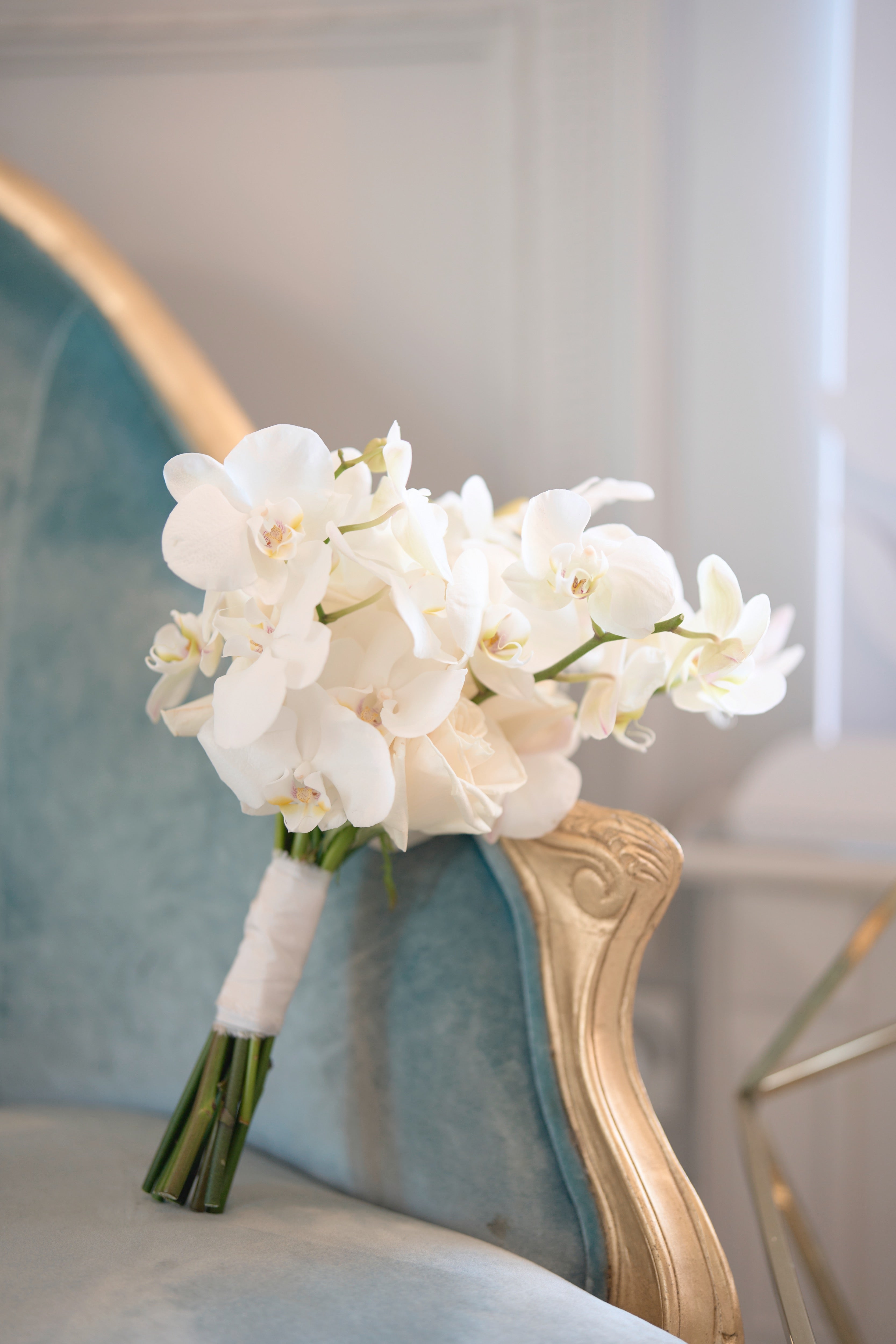 Pure Phalaenopsis
