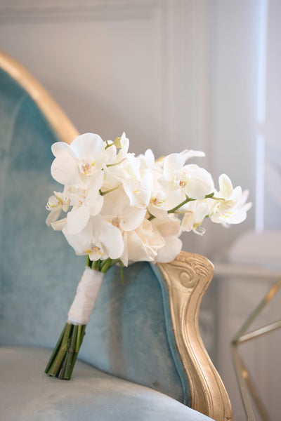 Pure Phalaenopsis