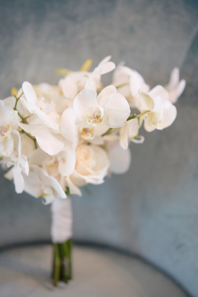 Pure Phalaenopsis