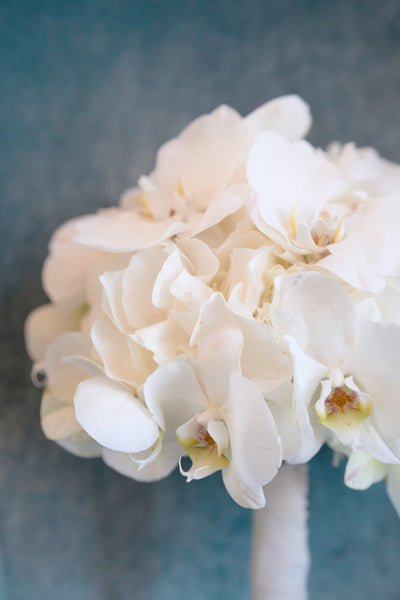 Pure Phalaenopsis