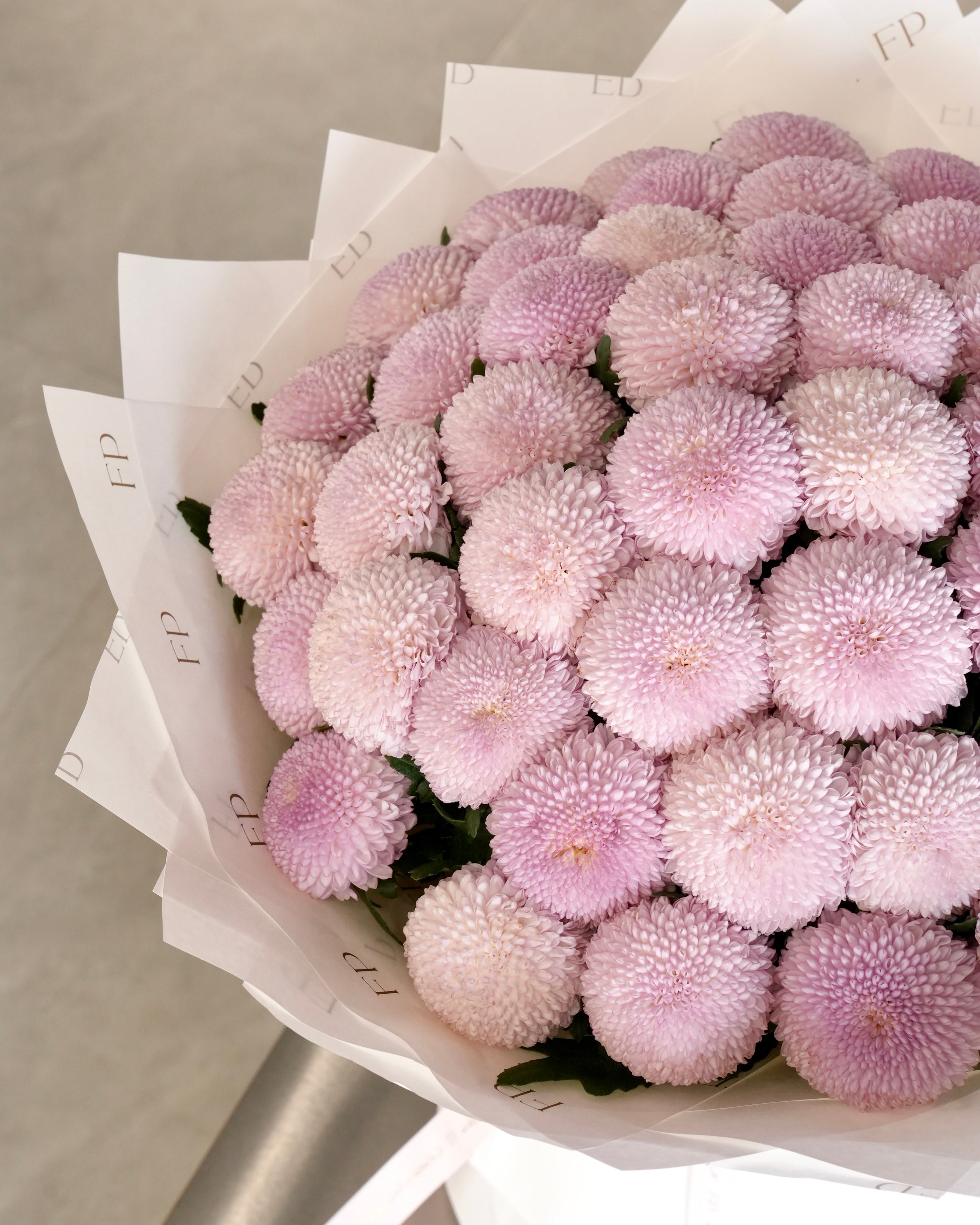 Pink Chrysanthemum