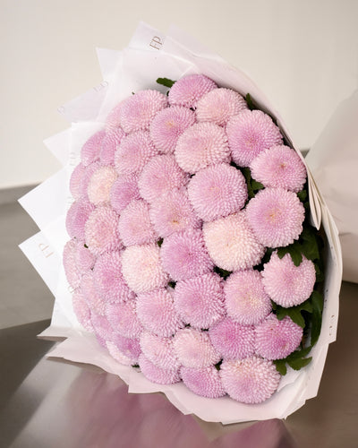 Pink Chrysanthemum