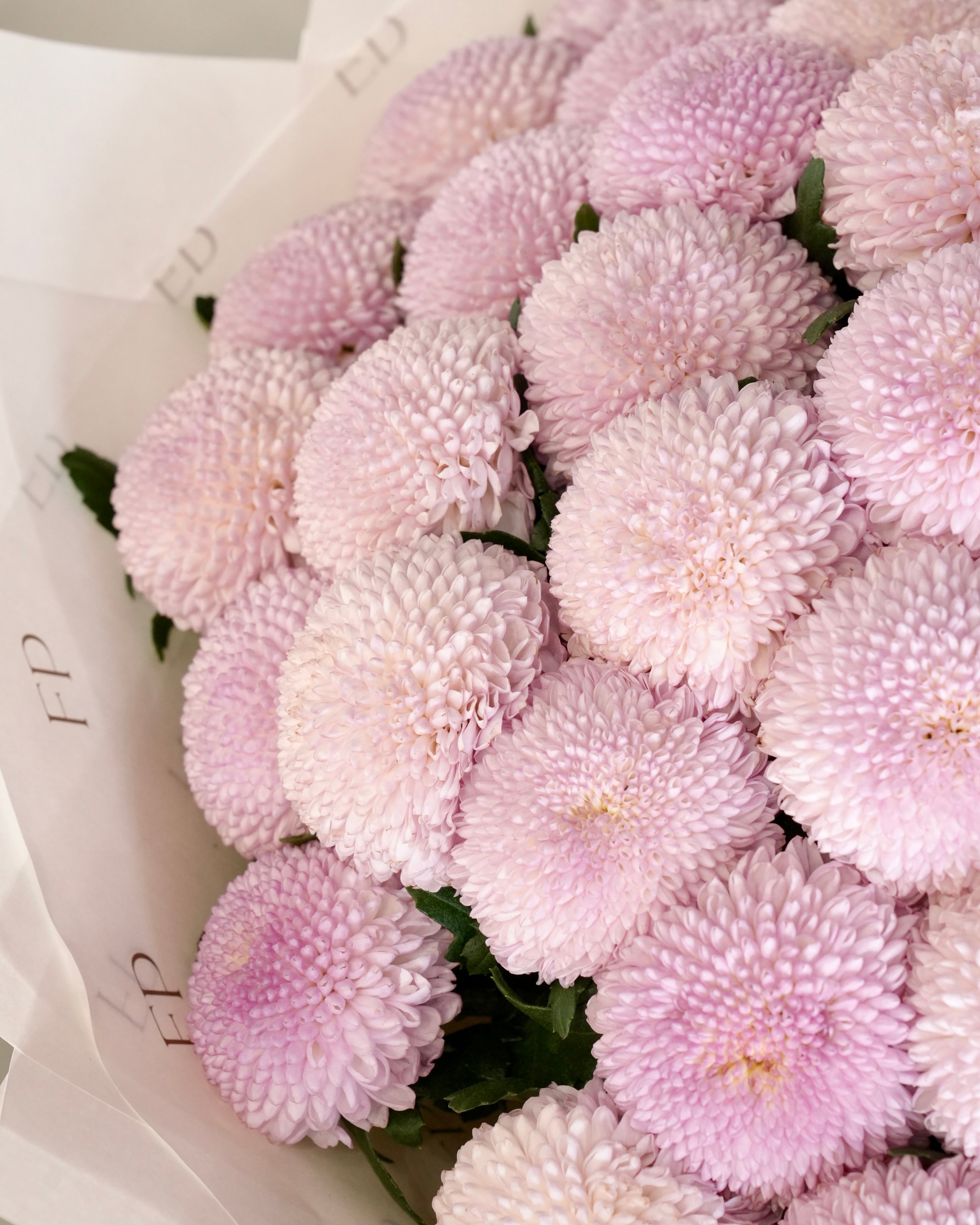 Pink Chrysanthemum