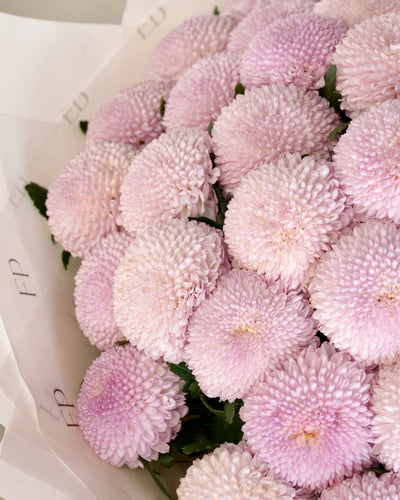 Pink Chrysanthemum