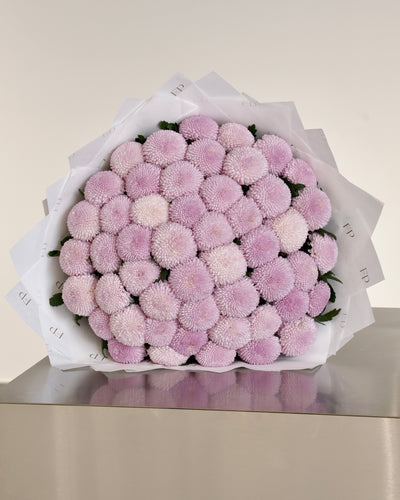 Pink Chrysanthemum