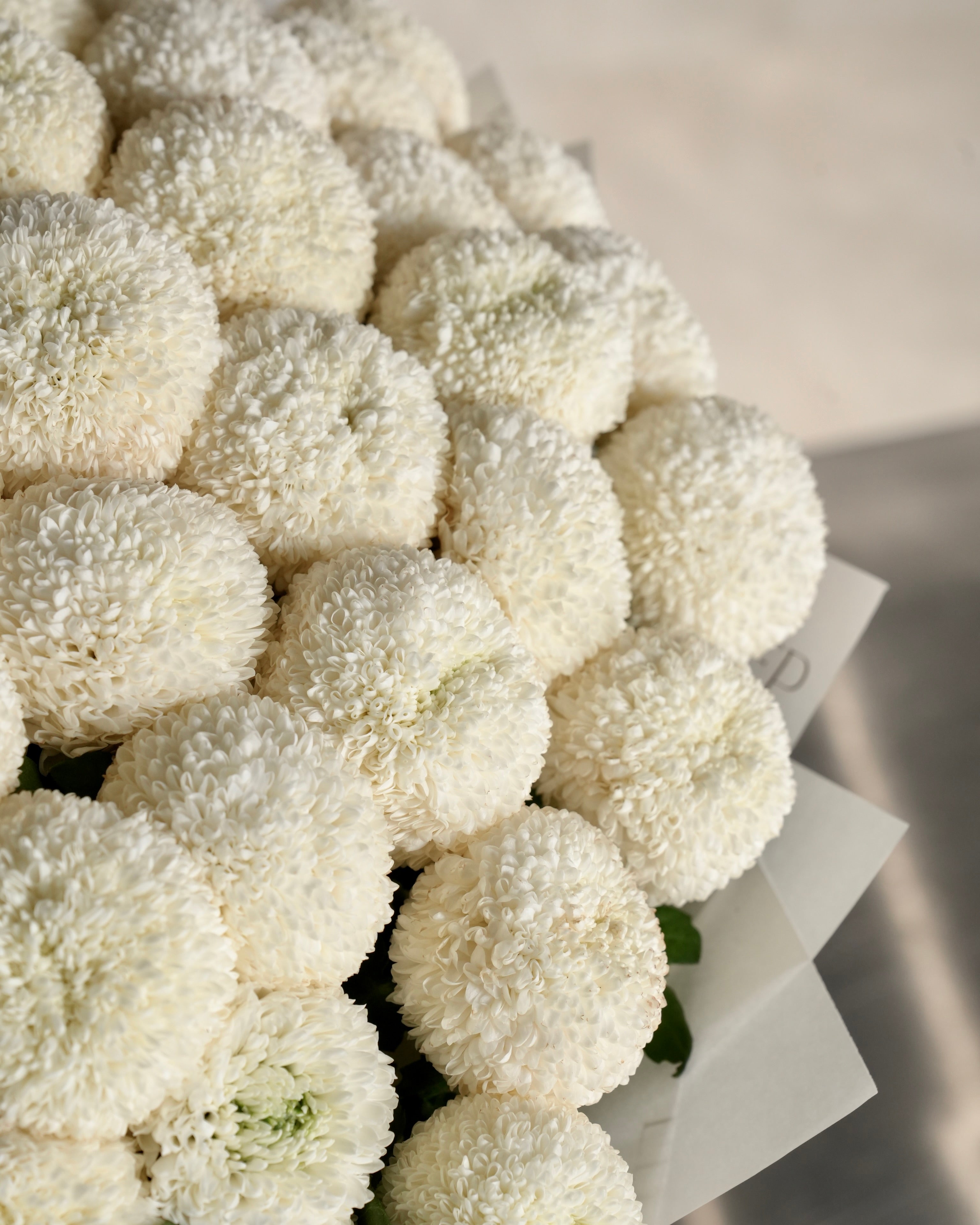 White Chrysanthemum