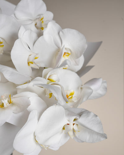 White Phalaenopsis