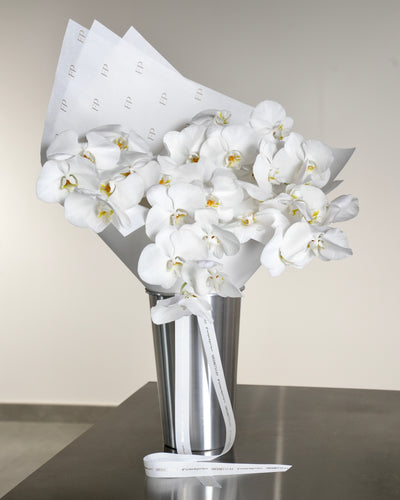 White Phalaenopsis