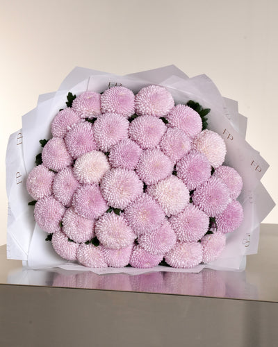 Pink Chrysanthemum