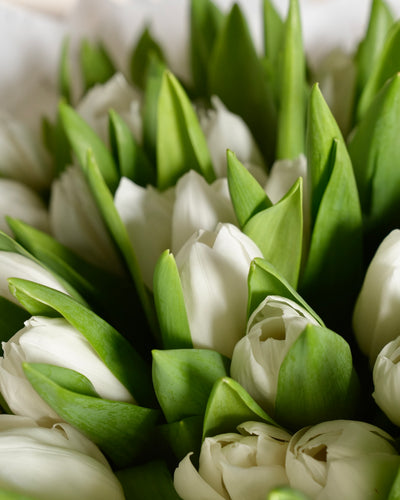 White Tulip