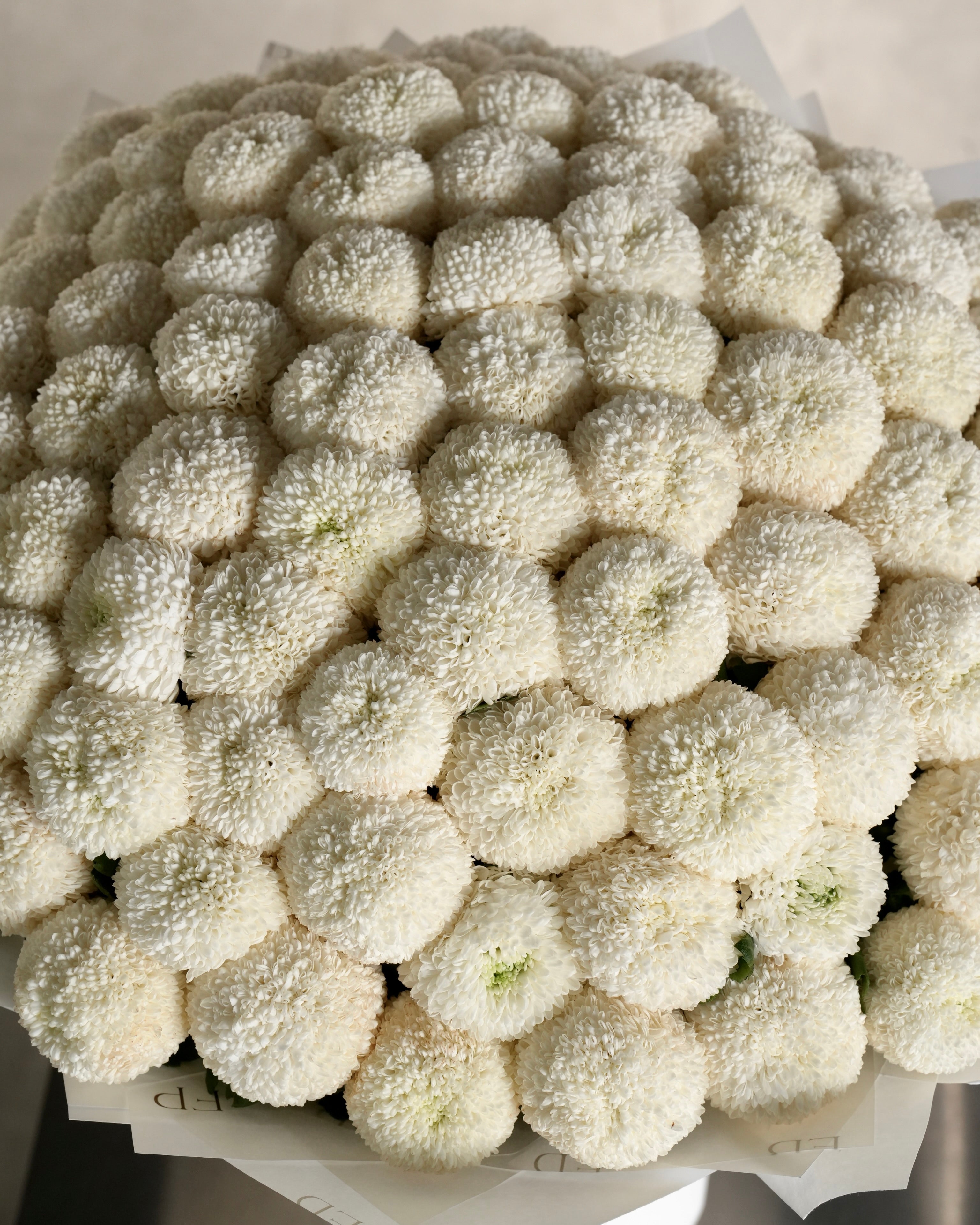 White Chrysanthemum