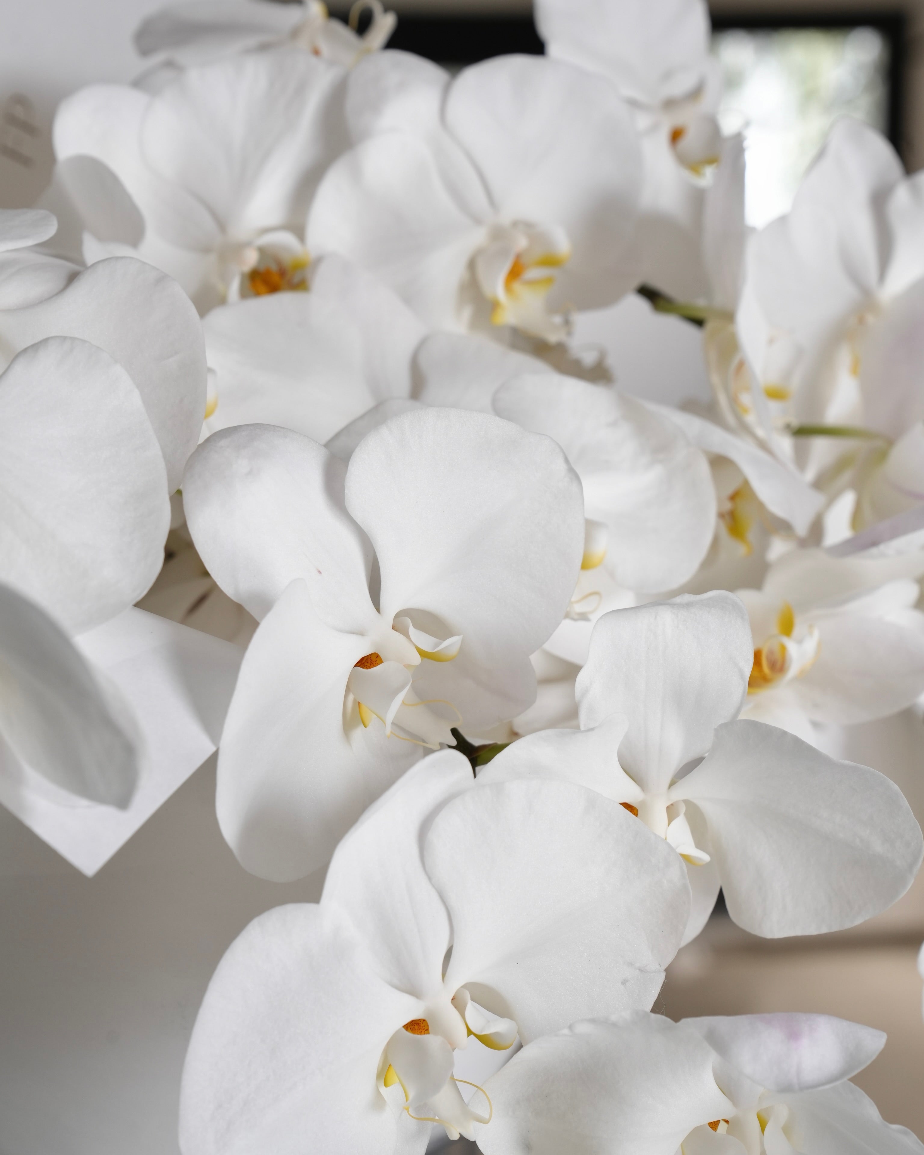 White Phalaenopsis