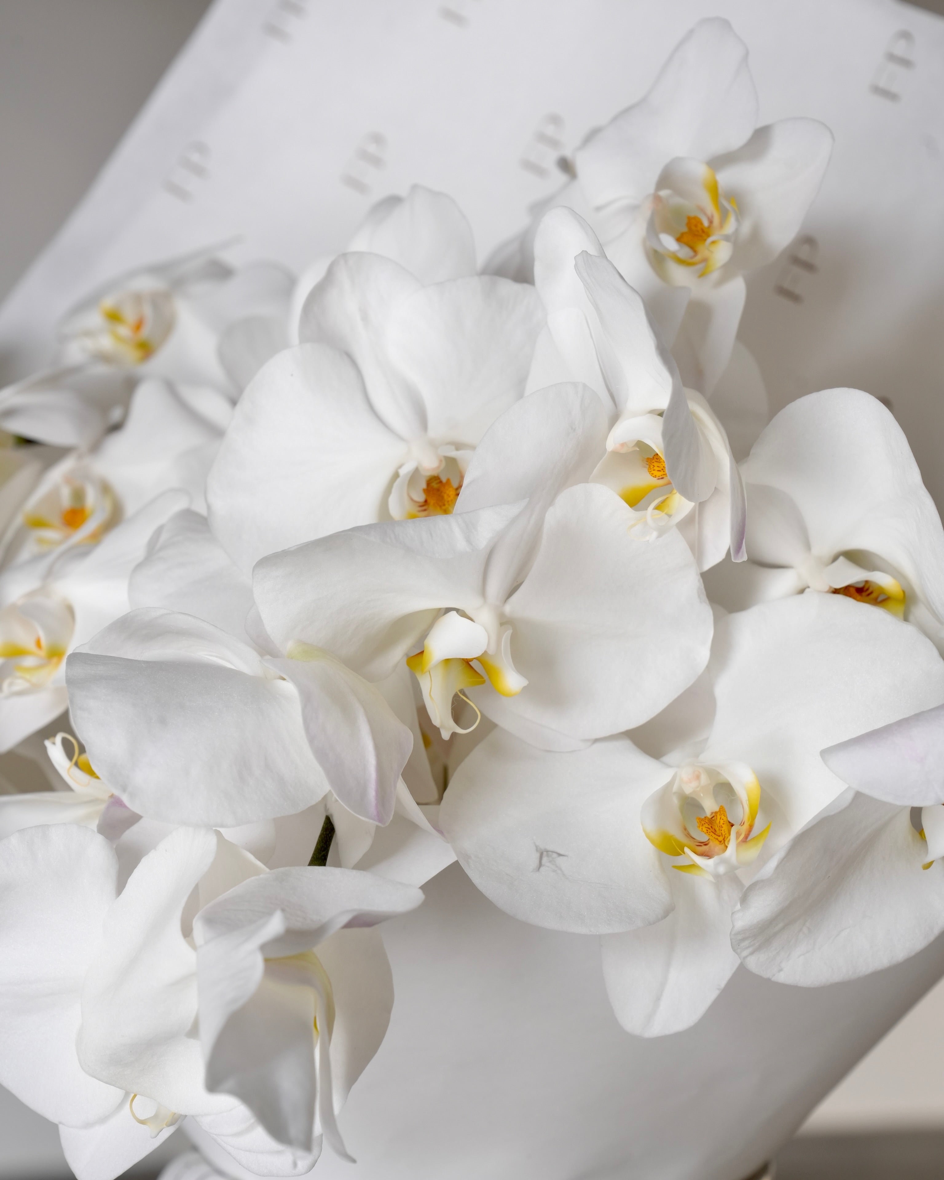 White Phalaenopsis