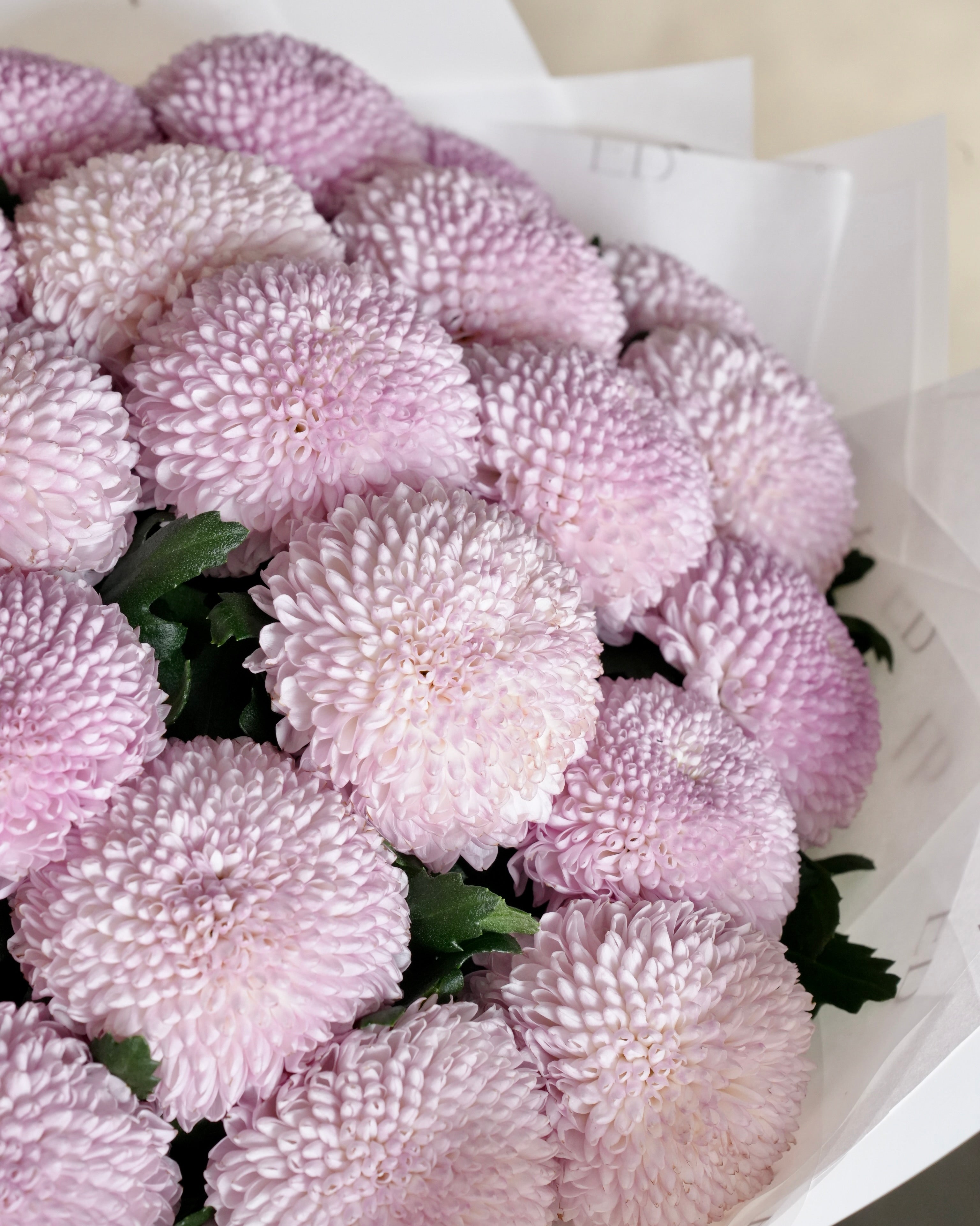 Pink Chrysanthemum