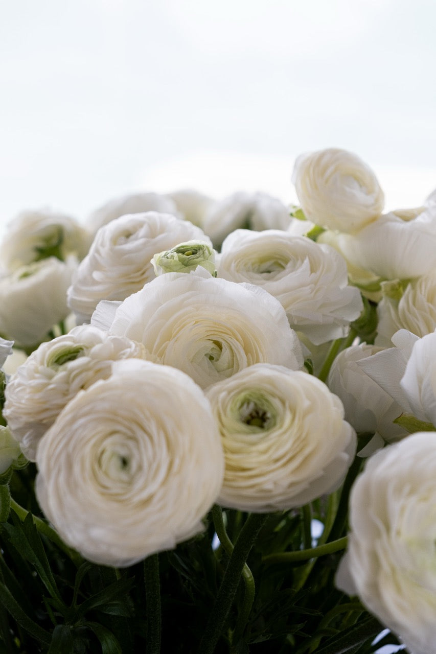 Alba Ranunculus Vase