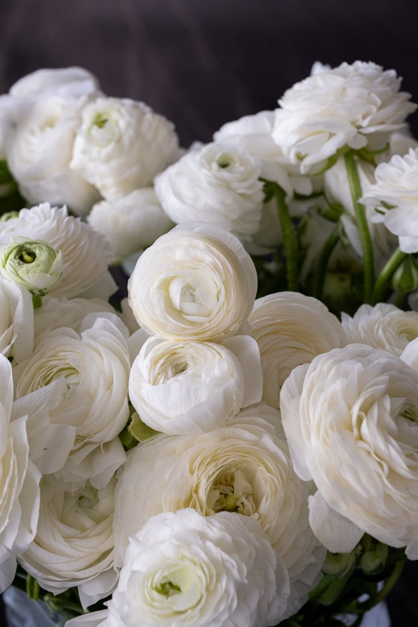 Alba Ranunculus Vase
