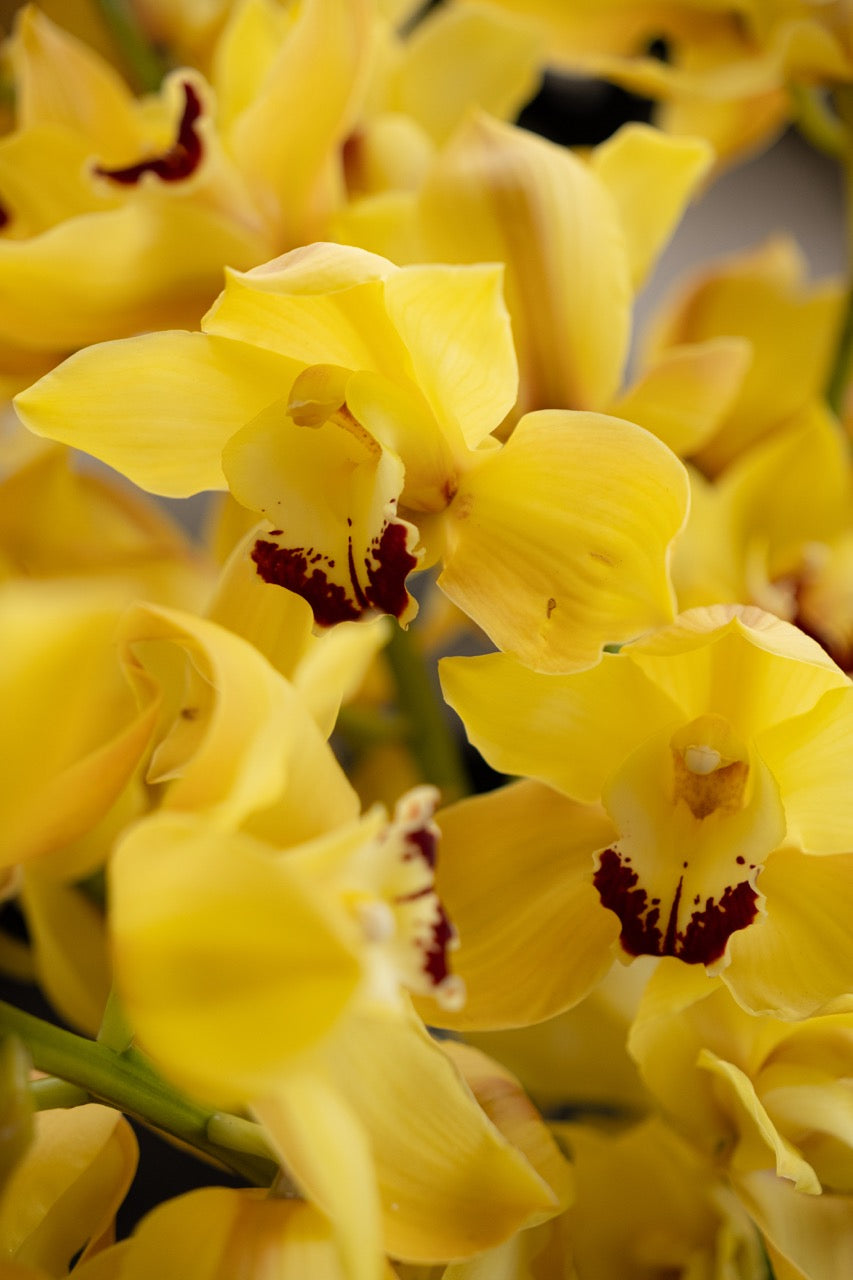 Solara Cymbidium Vase