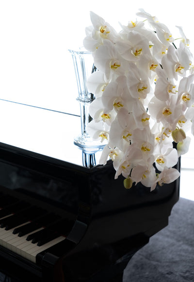 Alba Phalaenopsis Vase