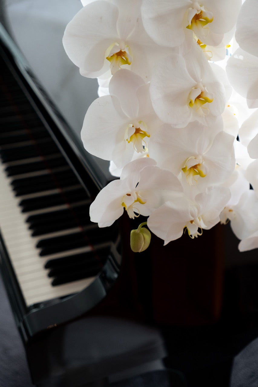 Alba Phalaenopsis Vase