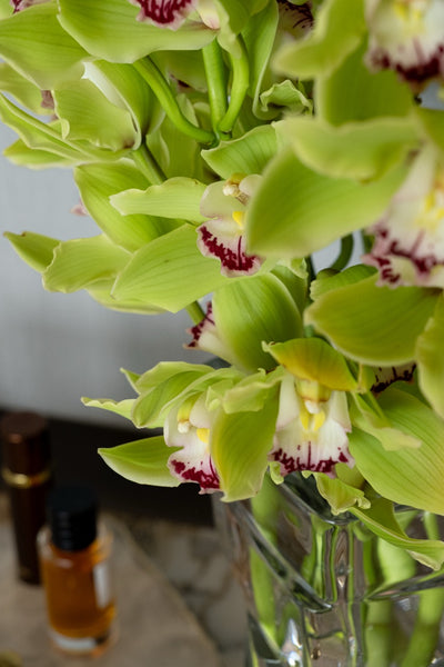 Verdant Cymbidium Vase