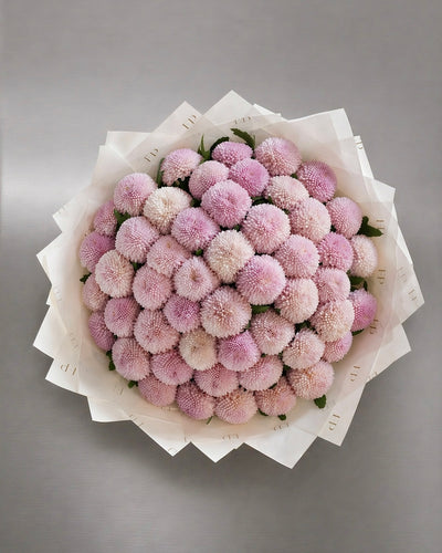 Pink Chrysanthemum