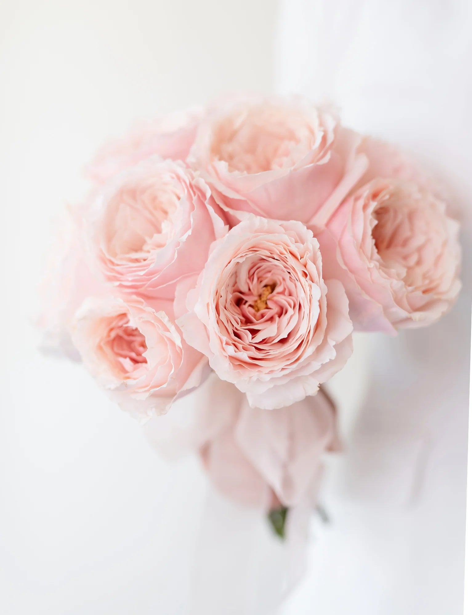 Blush Garden Romance